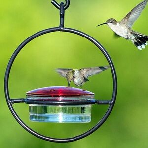 Hummingbird Red Glass & Black Coated Steel Hanging Feeder 🌿